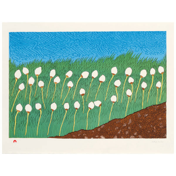Cotton Grass