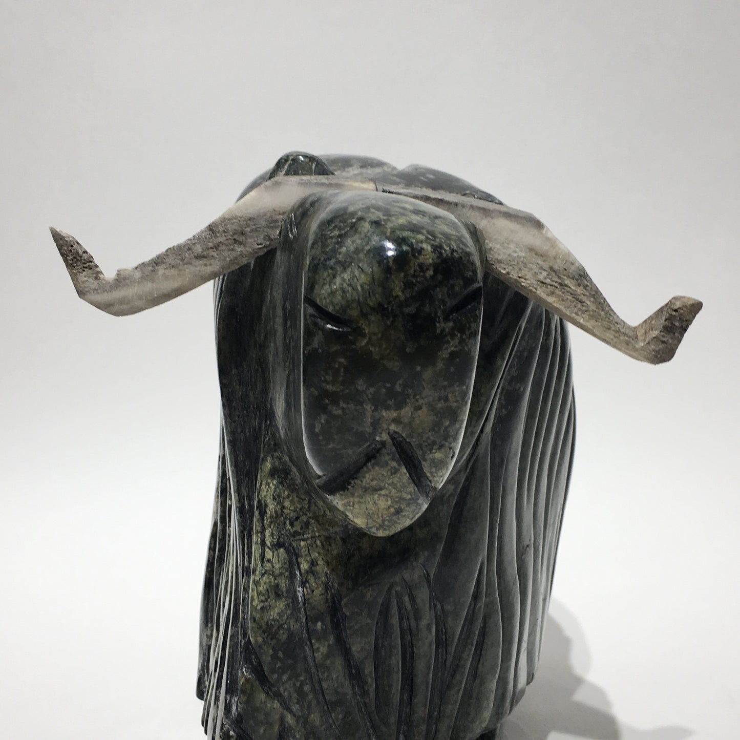 Musk Ox