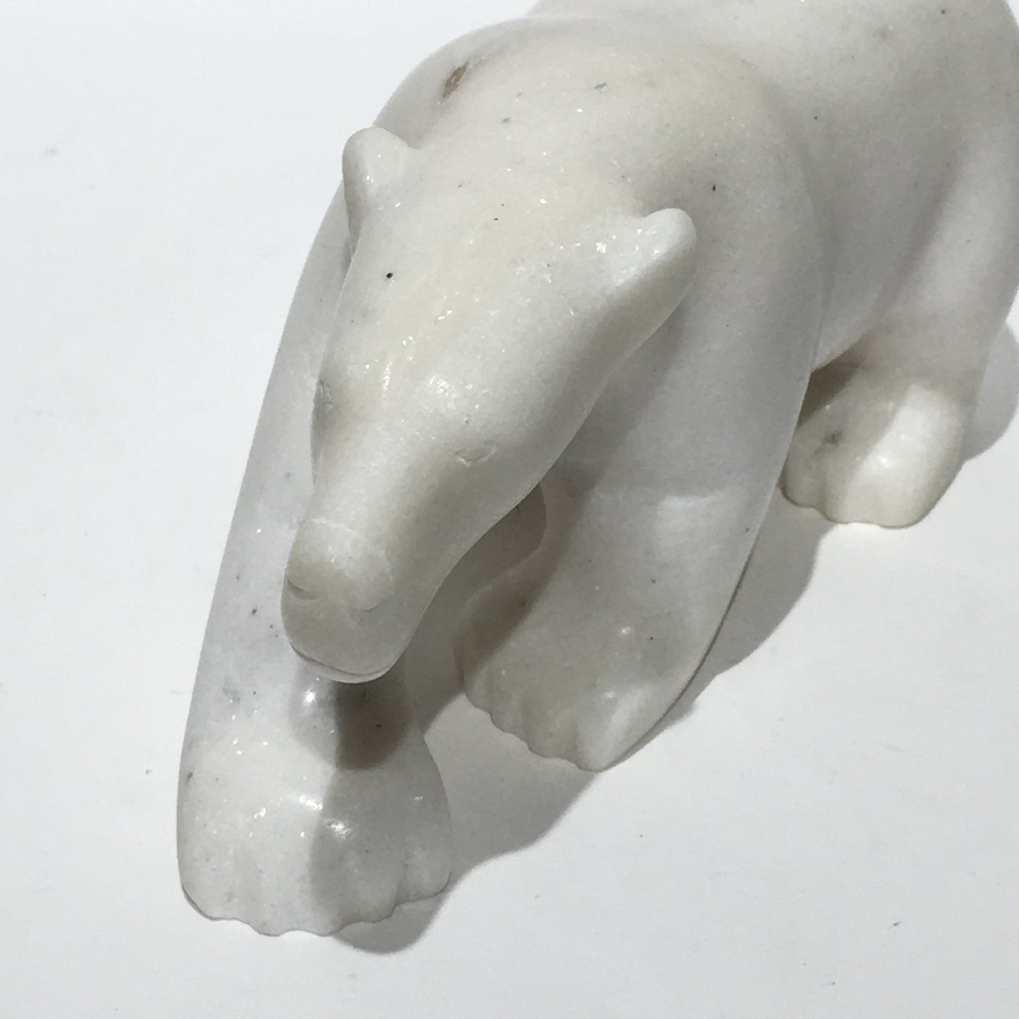 Polar Bear