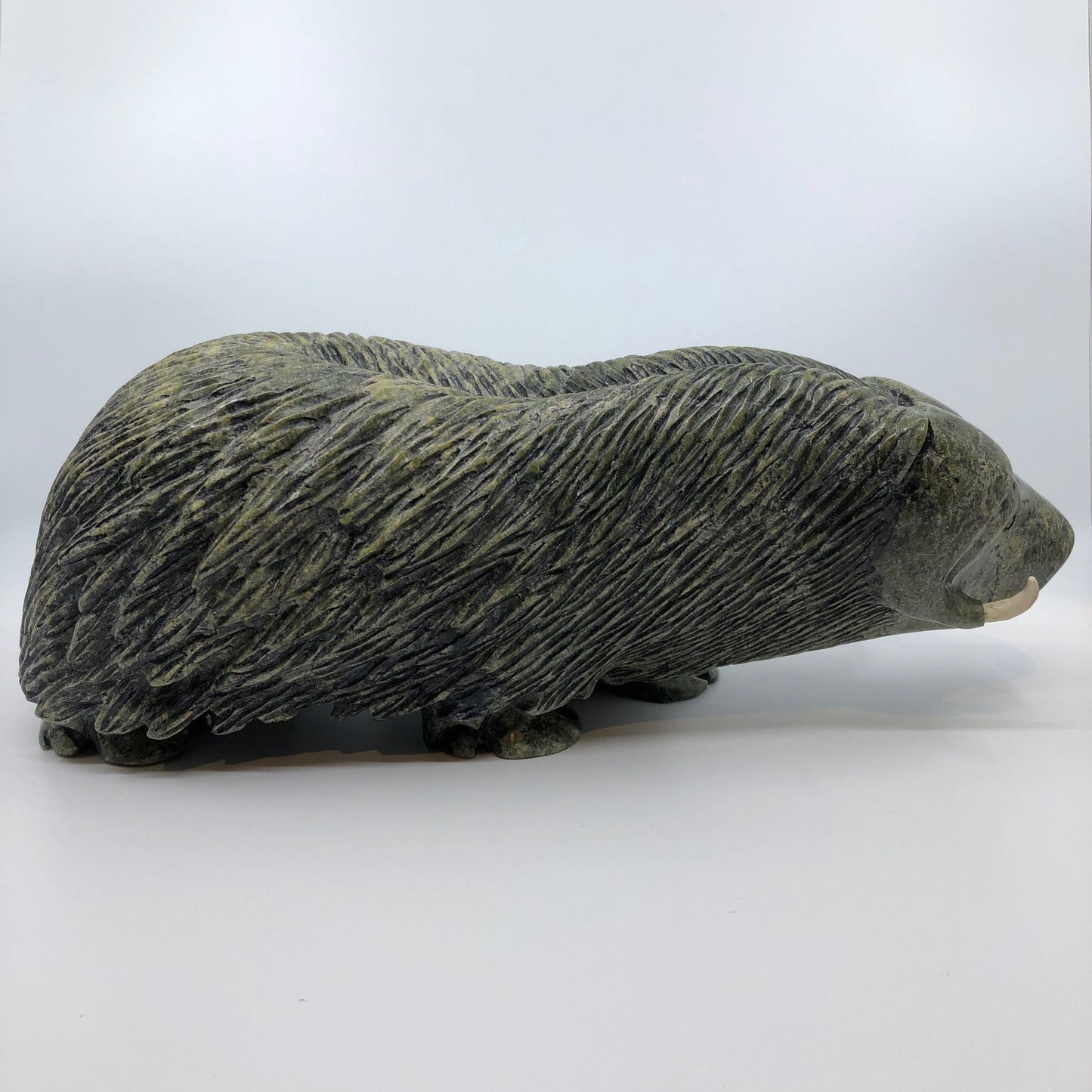Musk Ox