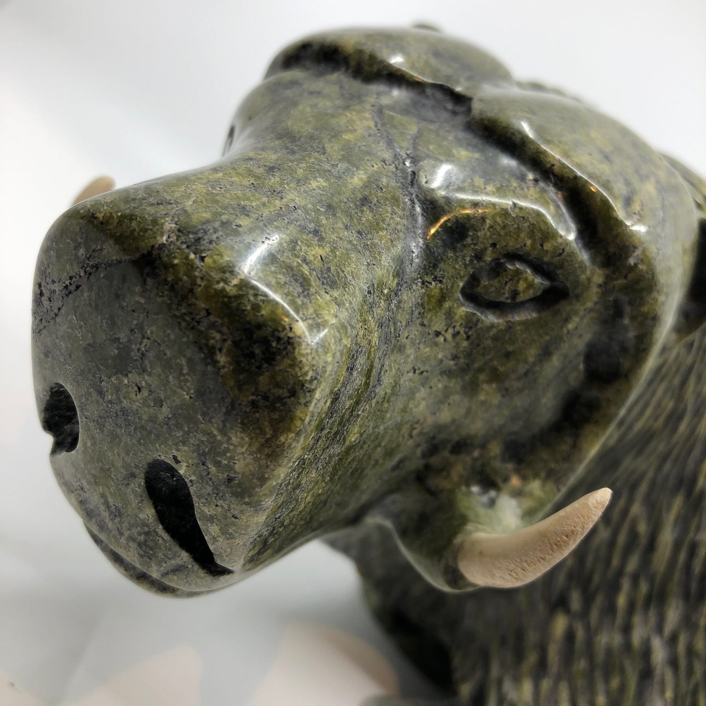 Musk Ox