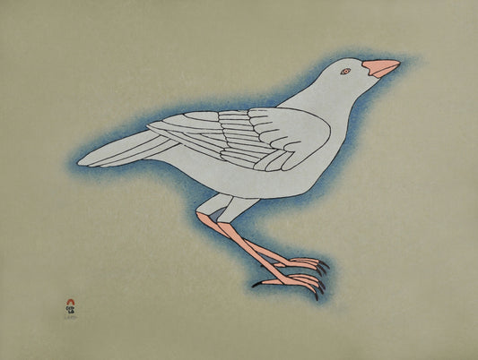 WHITE RAVEN