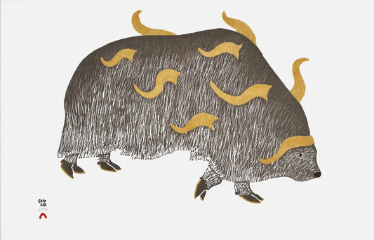 HORNED MUSKOX