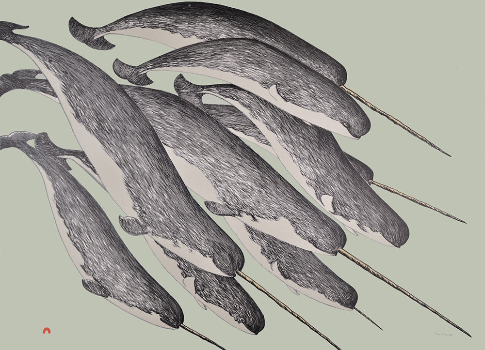 Allangua (Narwhal)
