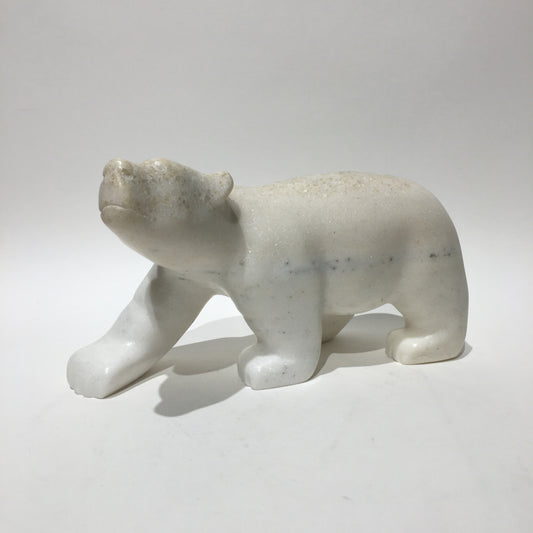 Polar Bear