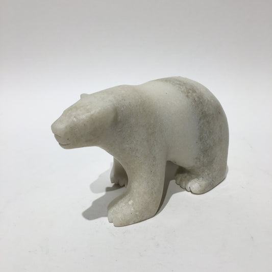 Polar Bear